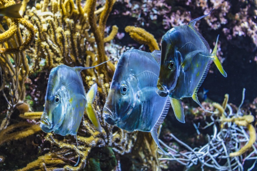 Quel poisson appelle-t-on capitaine ?